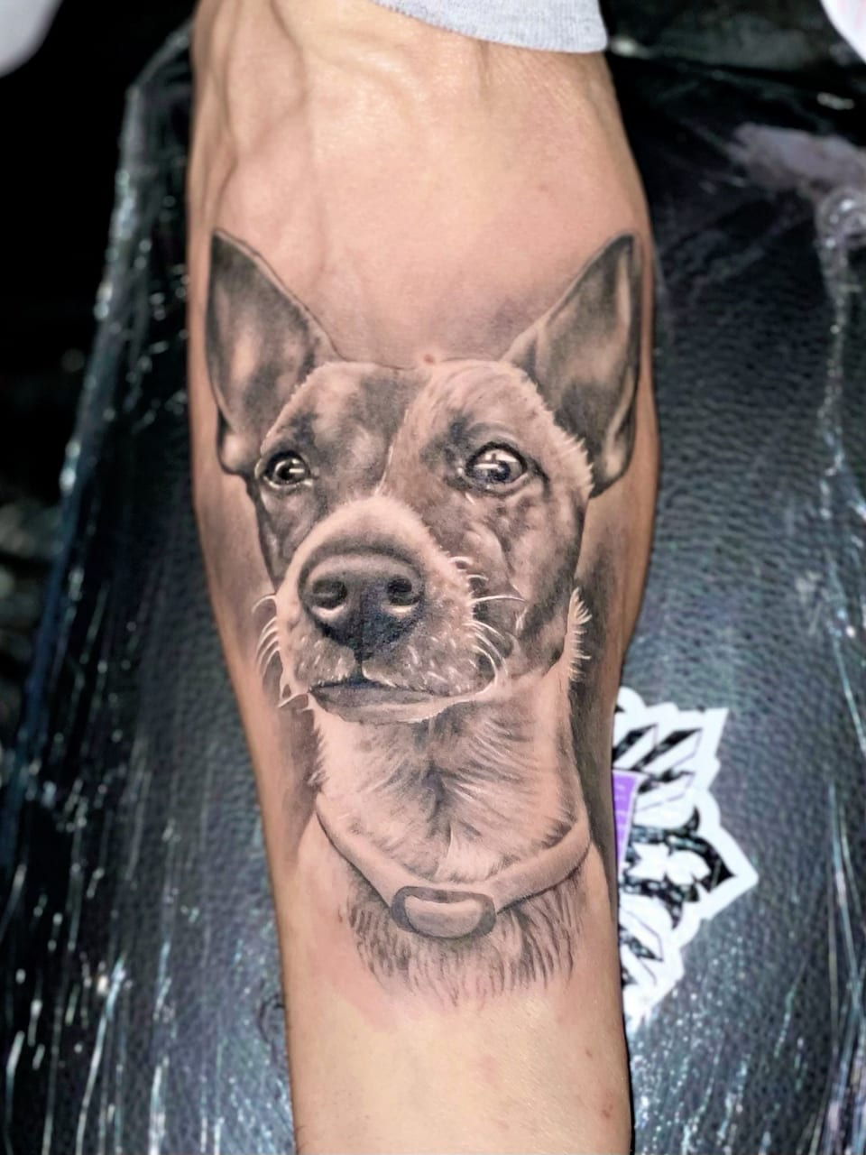 A black and grey realism dog portrait with upright ears and a collar covers a forearm.