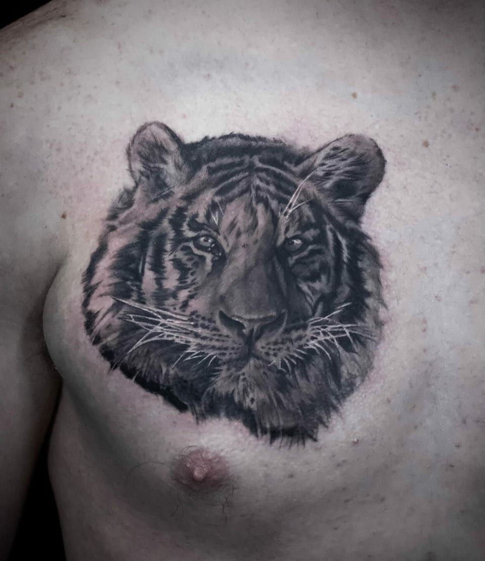 A black and grey realism tiger portrait covers a chest.