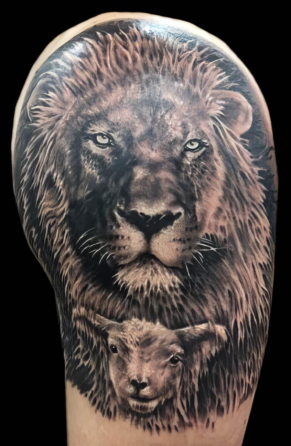 A black and grey realistic lion and lamb cover a shoulder and upper arm.