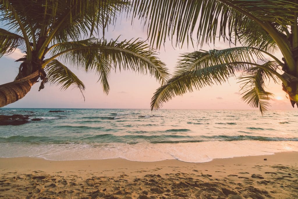 Palm trees frame a sandy beach with gentle waves at sunset, casting a warm glow over the calm ocean—perfect inspiration for your next full-day tattoo session or to spark new tattoo tips and preparation ideas.