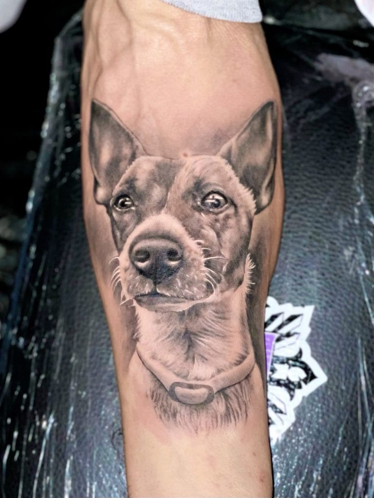 Realistic black and gray tattoo of a dogs face with pointed ears on persons arm.