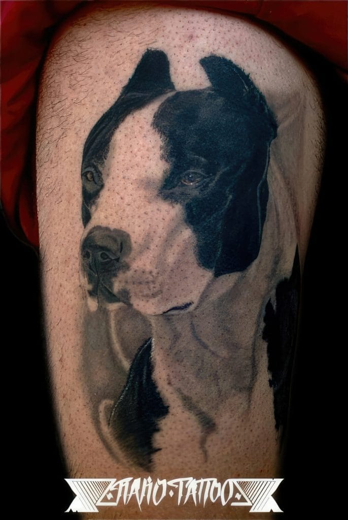 Realistic black and gray dog portrait tattoo on persons arm with SHANO TATTOOS text below.